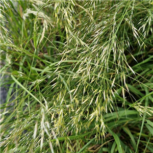 Stipa Calamagrostis (Rough Feather Grass)